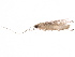  (malaiseGraci01 Malaise5228 - BIOUG31643-A05)  @12 [ ] CreativeCommons - Attribution (2017) CBG Photography Group Centre for Biodiversity Genomics
