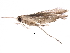  (malaiseGraci01 Malaise6021 - BIOUG31643-B04)  @13 [ ] CreativeCommons - Attribution (2017) CBG Photography Group Centre for Biodiversity Genomics