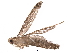  (malaiseGraci01 Malaise8318 - BIOUG31643-B07)  @14 [ ] CreativeCommons - Attribution (2017) CBG Photography Group Centre for Biodiversity Genomics