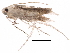  (malaiseGraci01 Malaise6318 - BIOUG31643-E05)  @13 [ ] CreativeCommons - Attribution (2017) CBG Photography Group Centre for Biodiversity Genomics
