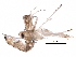  (malaiseGraci01 Malaise6461 - BIOUG31663-F06)  @12 [ ] CreativeCommons - Attribution (2017) CBG Photography Group Centre for Biodiversity Genomics