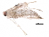  (malaiseGraci01 Malaise6146 - BIOUG31663-F09)  @13 [ ] CreativeCommons - Attribution (2017) CBG Photography Group Centre for Biodiversity Genomics