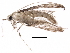  (malaiseGraci01 Malaise6123 - BIOUG31663-G07)  @13 [ ] CreativeCommons - Attribution (2017) CBG Photography Group Centre for Biodiversity Genomics