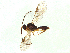  ( - BIOUG31681-C03)  @11 [ ] CreativeCommons - Attribution Share-Alike (2024) CBG Photography Group Centre for Biodiversity Genomics