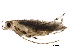  (malaiseGraci01 Malaise4139 - BIOUG31682-H09)  @12 [ ] CreativeCommons - Attribution (2017) CBG Photography Group Centre for Biodiversity Genomics