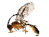  (tersiMalaise01 Malaise7296 - BIOUG31697-D05)  @14 [ ] CreativeCommons - Attribution (2017) CBG Photography Group Centre for Biodiversity Genomics