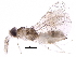  (Chrysonotomyia - BIOUG31698-B10)  @14 [ ] CreativeCommons - Attribution (2017) CBG Photography Group Centre for Biodiversity Genomics