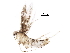  (malaiseGraci01 Malaise7033 - BIOUG31699-H11)  @13 [ ] CreativeCommons - Attribution (2017) CBG Photography Group Centre for Biodiversity Genomics