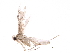  (malaiseGraci01 Malaise4560 - BIOUG31700-A06)  @14 [ ] CreativeCommons - Attribution (2017) CBG Photography Group Centre for Biodiversity Genomics