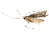  (malaiseGraci01 Malaise6792 - BIOUG32665-A02)  @12 [ ] CreativeCommons - Attribution (2017) CBG Photography Group Centre for Biodiversity Genomics