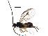  (Dolichogenidea annlisterudae - BIOUG32765-D06)  @14 [ ] CreativeCommons - Attribution (2017) CBG Photography Group Centre for Biodiversity Genomics