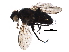  ( - BIOUG32770-D02)  @11 [ ] CreativeCommons - Attribution (2018) CBG Photography Group Centre for Biodiversity Genomics