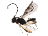  (Phanerotoma barryhammeli - BIOUG32861-A06)  @14 [ ] CreativeCommons - Attribution (2017) CBG Photography Group Centre for Biodiversity Genomics