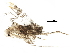 (malaiseGraci01 malaise0954 - BIOUG32861-A12)  @12 [ ] CreativeCommons - Attribution (2017) CBG Photography Group Centre for Biodiversity Genomics