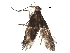  ( - BIOUG32861-C02)  @12 [ ] CreativeCommons - Attribution (2017) CBG Photography Group Centre for Biodiversity Genomics