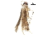  (malaiseGraci01 Malaise1428 - BIOUG32861-C06)  @12 [ ] CreativeCommons - Attribution (2017) CBG Photography Group Centre for Biodiversity Genomics