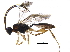  (crypMalaise01 Malaise4302 - BIOUG32921-B03)  @14 [ ] CreativeCommons - Attribution (2017) CBG Photography Group Centre for Biodiversity Genomics