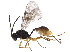  (tersiMalaise01 Malaise3696 - BIOUG32982-A11)  @14 [ ] CreativeCommons - Attribution (2017) CBG Photography Group Centre for Biodiversity Genomics