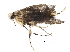  (malaiseGraci01 Malaise6268 - BIOUG32982-C10)  @12 [ ] CreativeCommons - Attribution (2017) CBG Photography Group Centre for Biodiversity Genomics
