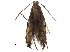  (malaiseGraci01 Malaise5299 - BIOUG32982-C11)  @12 [ ] CreativeCommons - Attribution (2017) CBG Photography Group Centre for Biodiversity Genomics