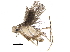  ( - BIOUG32982-D12)  @11 [ ] CreativeCommons - Attribution (2017) CBG Photography Group Centre for Biodiversity Genomics