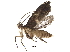  (cramMalaise8163 - BIOUG32982-G06)  @12 [ ] CreativeCommons - Attribution (2017) CBG Photography Group Centre for Biodiversity Genomics