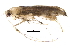  (malaiseGraci01 Malaise3461 - BIOUG32982-H02)  @12 [ ] CreativeCommons - Attribution (2017) CBG Photography Group Centre for Biodiversity Genomics