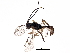  (crypMalaise01 Malaise3715 - BIOUG32997-C06)  @14 [ ] CreativeCommons - Attribution (2017) CBG Photography Group Centre for Biodiversity Genomics