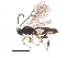  (Chilocyrtus Malaise4902 - BIOUG32997-H10)  @14 [ ] CreativeCommons - Attribution (2017) CBG Photography Group Centre for Biodiversity Genomics
