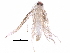  (malaiseGraci01 Malaise6465 - BIOUG32998-G07)  @12 [ ] CreativeCommons - Attribution (2017) CBG Photography Group Centre for Biodiversity Genomics