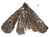  (erebidBioLep01 Malaise6750 - BIOUG33168-A09)  @13 [ ] CreativeCommons - Attribution (2017) CBG Photography Group Centre for Biodiversity Genomics
