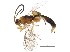  (Chilocyrtus Malaise4420 - BIOUG33178-G06)  @14 [ ] CreativeCommons - Attribution (2017) CBG Photography Group Centre for Biodiversity Genomics