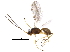  ( - BIOUG33179-B08)  @13 [ ] CreativeCommons - Attribution (2017) CBG Photography Group Centre for Biodiversity Genomics