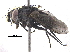  (Lixophaga Janzen6736 - BIOUG33168-D10)  @11 [ ] CreativeCommons - Attribution (2017) CBG Photography Group Centre for Biodiversity Genomics