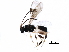  (Leptodrepana alexisae - BIOUG33274-F09)  @12 [ ] CreativeCommons - Attribution (2017) CBG Photography Group Centre for Biodiversity Genomics