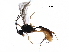  (tersiMalaise01 Malaise3824 - BIOUG33274-G03)  @13 [ ] CreativeCommons - Attribution (2017) CBG Photography Group Centre for Biodiversity Genomics