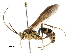  (Setanta - BIOUG37393-E08)  @15 [ ] CreativeCommons - Attribution (2018) CBG Photography Group Centre for Biodiversity Genomics
