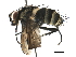  (Anisia Janzen301 - BIOUG37393-G04)  @11 [ ] CreativeCommons - Attribution (2018) CBG Photography Group Centre for Biodiversity Genomics