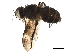  ( - BIOUG37553-E12)  @11 [ ] CreativeCommons - Attribution (2019) CBG Photography Group Centre for Biodiversity Genomics