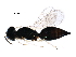  ( - BIOUG37574-F04)  @13 [ ] CreativeCommons - Attribution (2018) CBG Photography Group Centre for Biodiversity Genomics