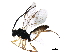  (crypMalaise01 Malaise2821 - BIOUG37575-A12)  @13 [ ] CreativeCommons - Attribution (2018) CBG Photography Group Centre for Biodiversity Genomics
