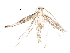  ( - BIOUG37578-G01)  @11 [ ] CreativeCommons - Attribution (2018) CBG Photography Group Centre for Biodiversity Genomics