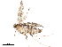  (malaiseGraci01 Malaise3088 - BIOUG37579-A03)  @11 [ ] CreativeCommons - Attribution (2018) CBG Photography Group Centre for Biodiversity Genomics