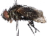  (Lixophaga Malaise3355 - BIOUG63991-D03)  @11 [ ] CreativeCommons - Attribution (2022) CBG Photography Group Centre for Biodiversity Genomics
