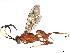  (ichneuMalaise01 Malaise6866 - BIOUG64437-C12)  @15 [ ] CreativeCommons - Attribution (2022) CBG Photography Group Centre for Biodiversity Genomics
