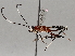  (crypMalaise01 Malaise7651 - BIOUG64440-E09)  @11 [ ] CreativeCommons - Attribution (2021) Centre for Biodiversity Genomics Centre for Biodiversity Genomics