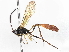  ( - BIOUG66567-C12)  @11 [ ] CreativeCommons - Attribution (2022) CBG Photography Group Centre for Biodiversity Genomics