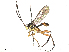  ( - BIOUG66590-H07)  @11 [ ] CreativeCommons - Attribution Share - Alike (2025) CBG Photography Group Centre for Biodiversity Genomics