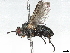  (Campylocheta Malaise3590 - BIOUG66591-H01)  @14 [ ] CreativeCommons - Attribution (2022) CBG Photography Group Centre for Biodiversity Genomics