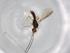  (Heterospilus Malaise8935 - BIOUG70649-A10)  @11 [ ] CreativeCommons - Attribution (2021) Centre for Biodiversity Genomics Centre for Biodiversity Genomics